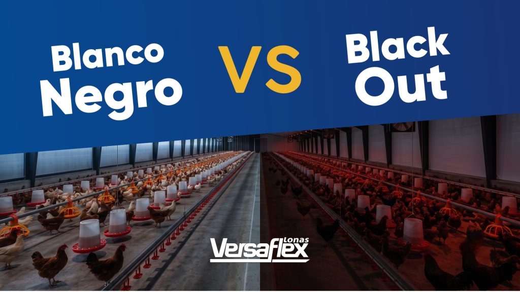 Blanco Negro vs Black Out Granja avícola