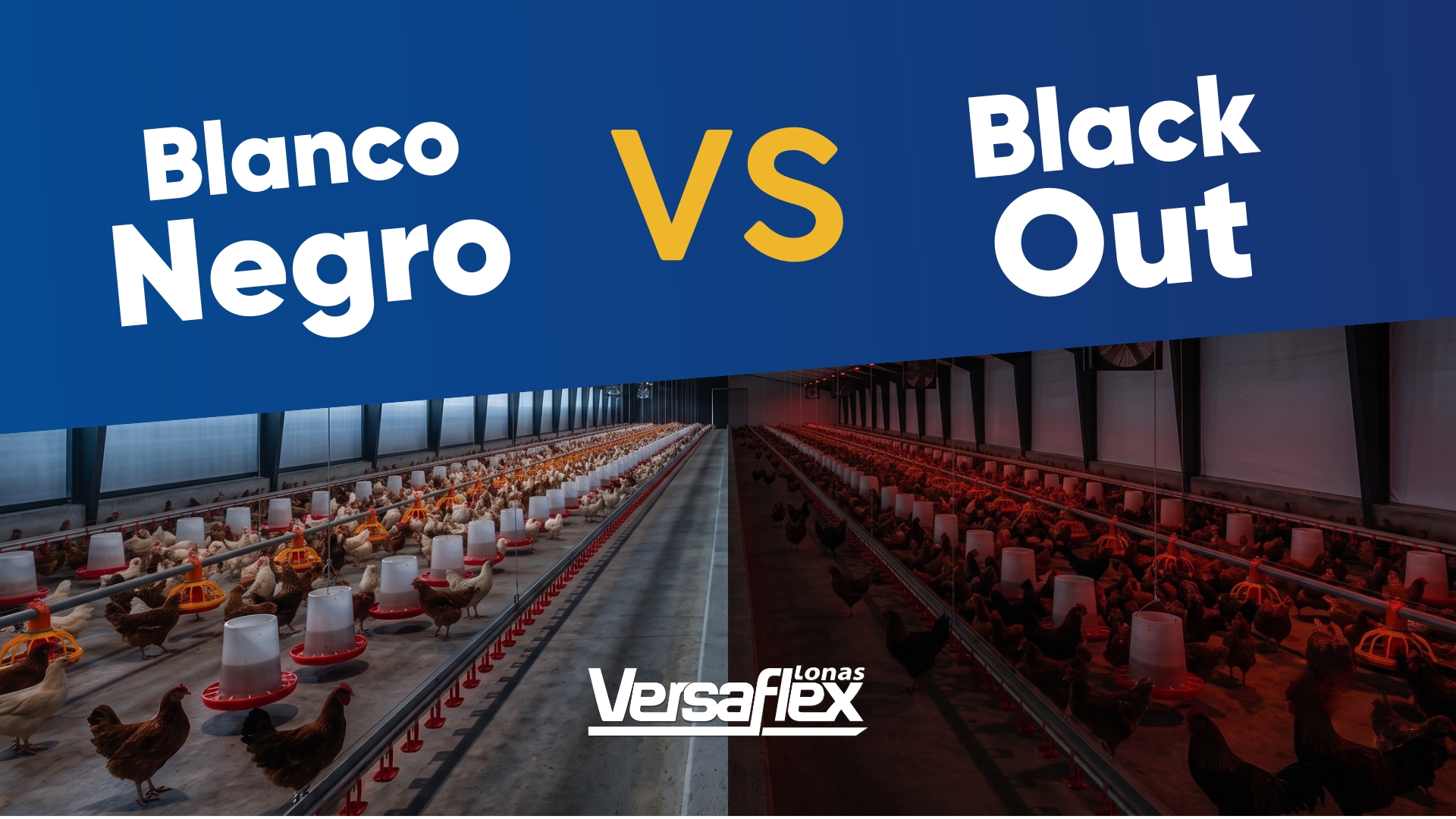 Blanco Negro vs Black Out Granja avícola